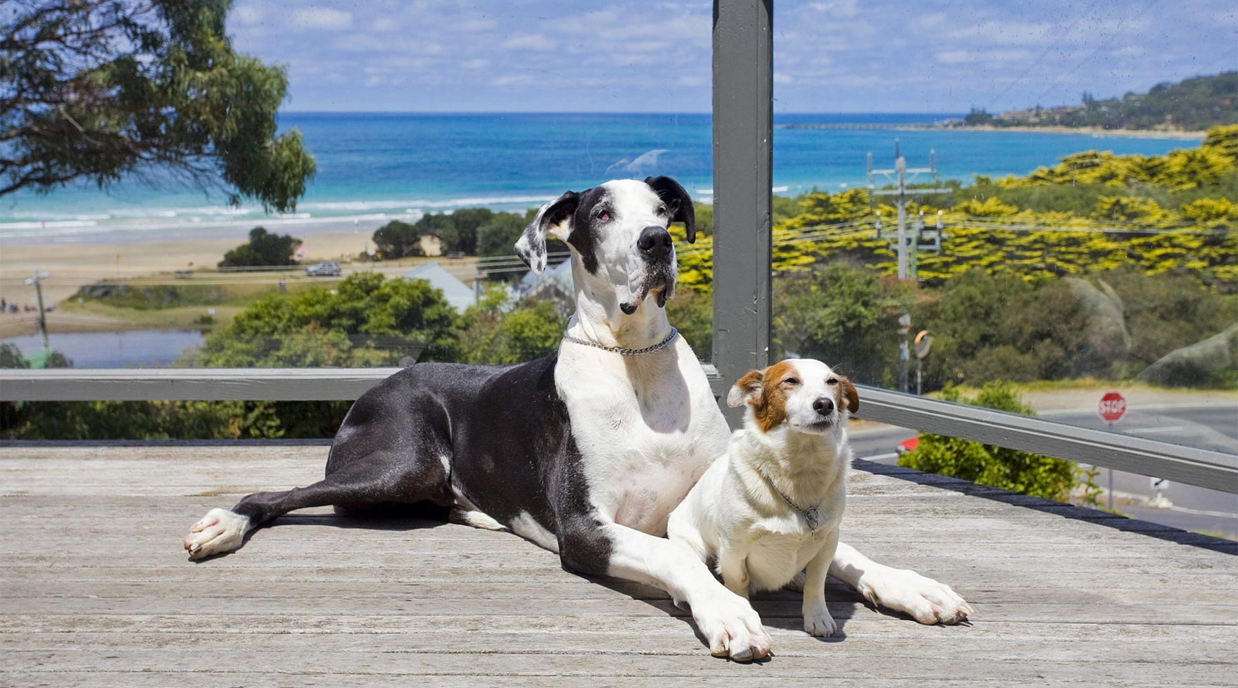 Great Ocean Road Holidays Great Ocean Road Pet Friendly