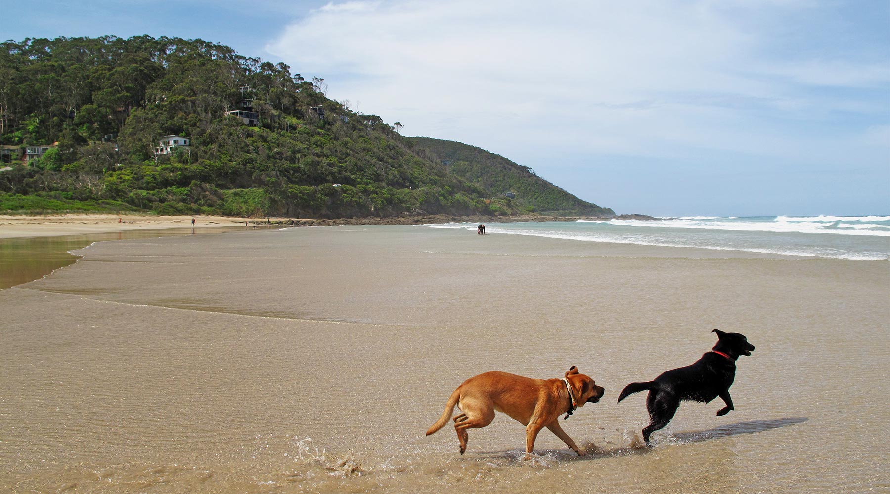 Dog Friendly Accommodation Great Ocean Road Pet Friendly