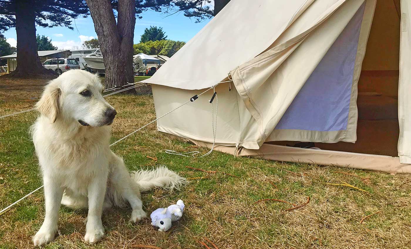Torquay Foreshore Caravan Park Great Ocean Road Pet Friendly