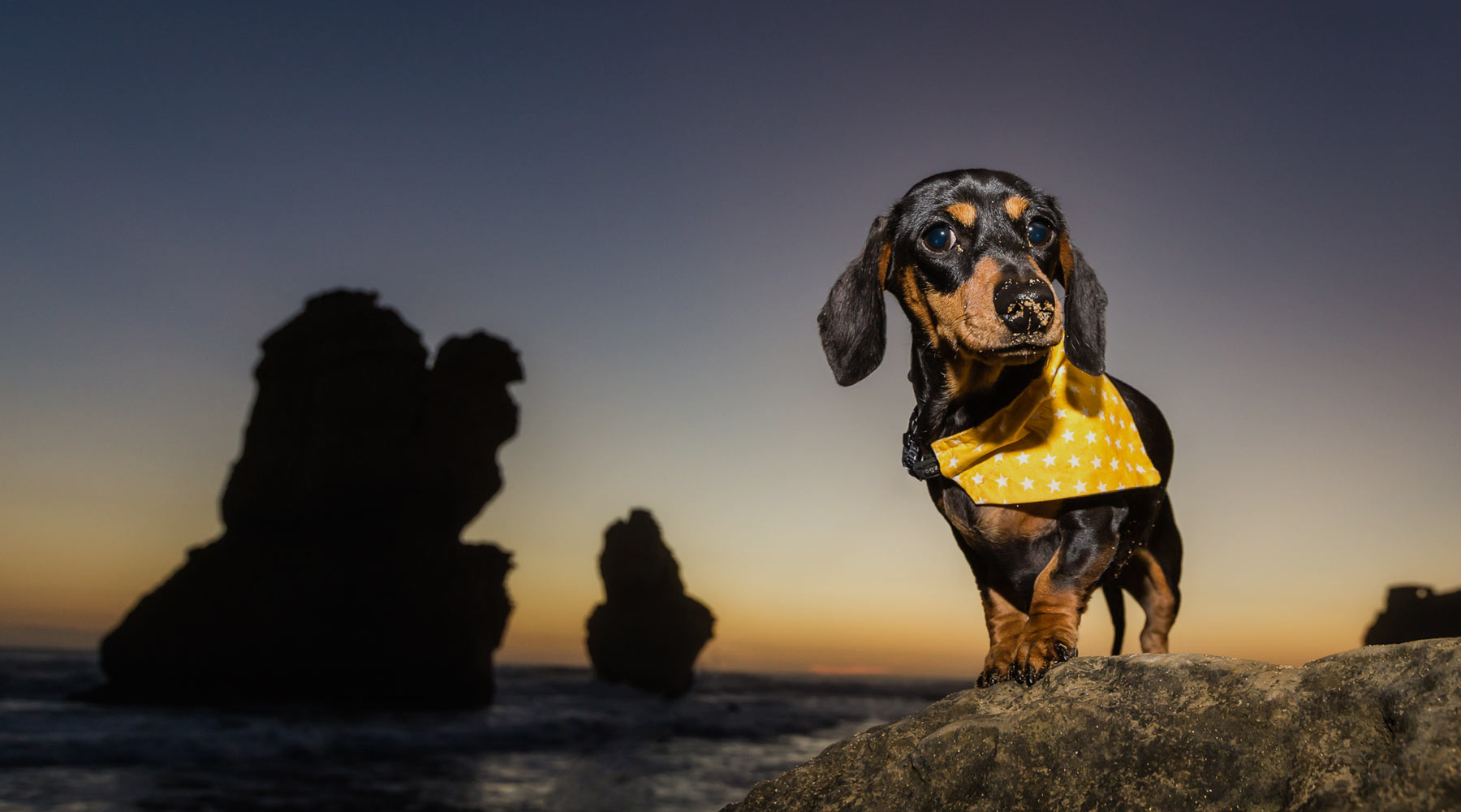 Great Ocean Road Pet Friendly