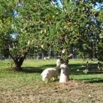 Perzgold-Boarding-dogs-in-yard-SQUARE